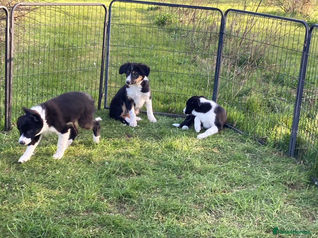 Border Collie dogs for sale: Border Collie pups  - Advert 2