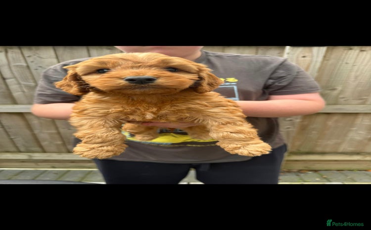 Cockapoo dogs - Advert 5
