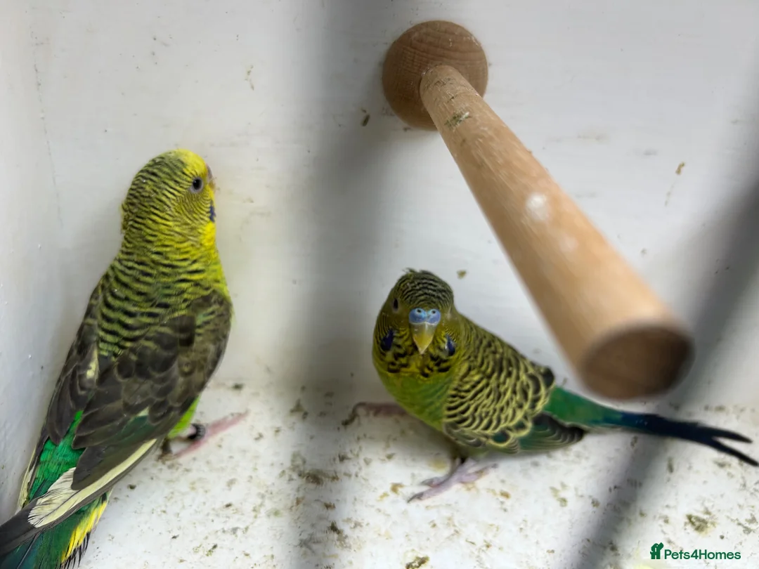 Budgerigars birds for sale: Black face with black wing split bf/bw pair  - Advert 15