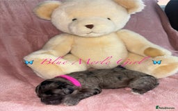 Cavapoo dogs for sale: BEAUTIFUL CAVAPOO PUPPIES HEALTH TESTED PARENTS  - Image 14