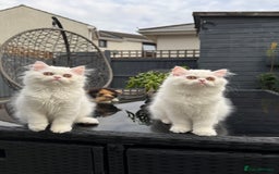 Persian cats for sale: 2 white Gorgeous Persian Boys - Image 27