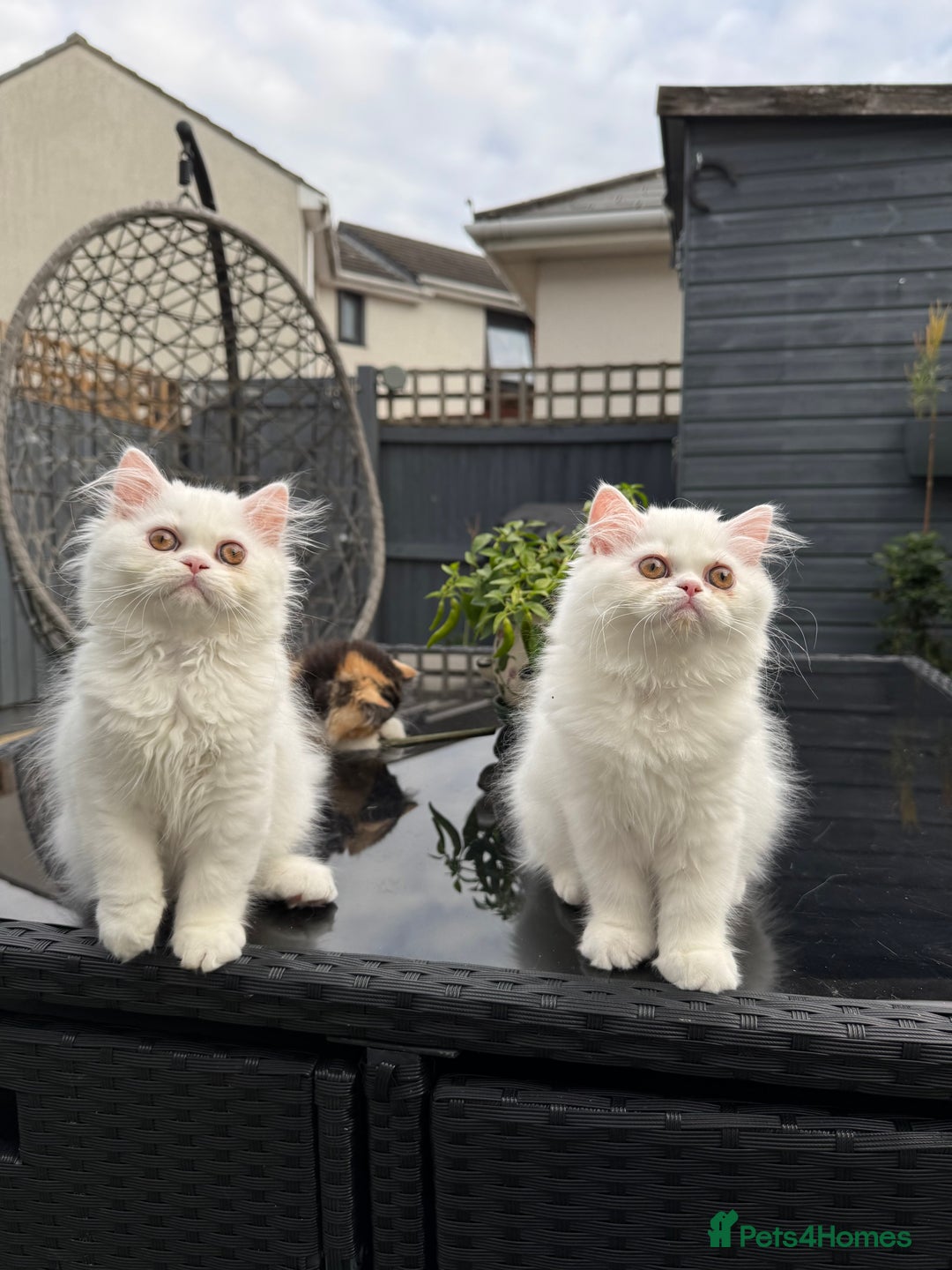 Persian cats for sale: 2 white Gorgeous Persian Boys - Image 27