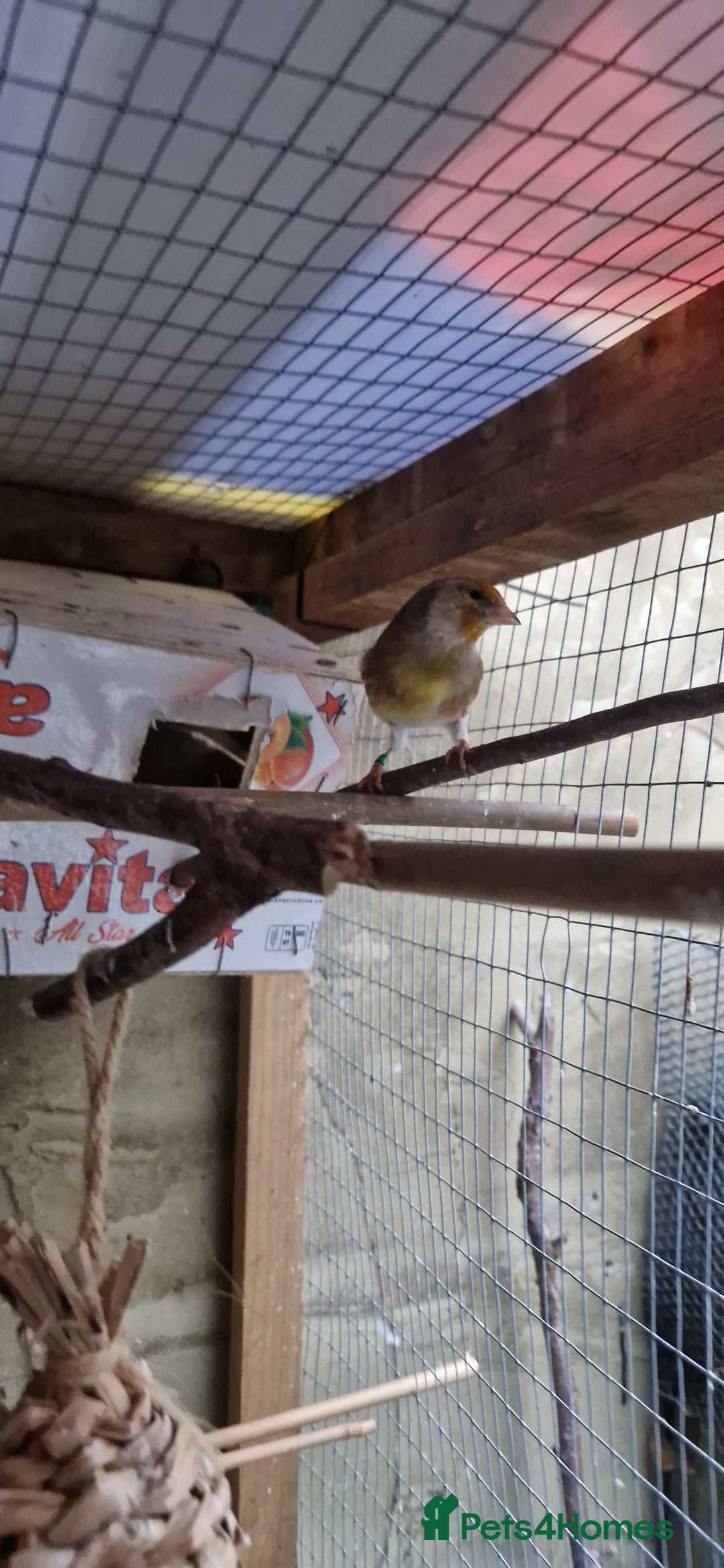 Finches birds for sale: Benghal and Helans finches for sale in E12 - Advert 11