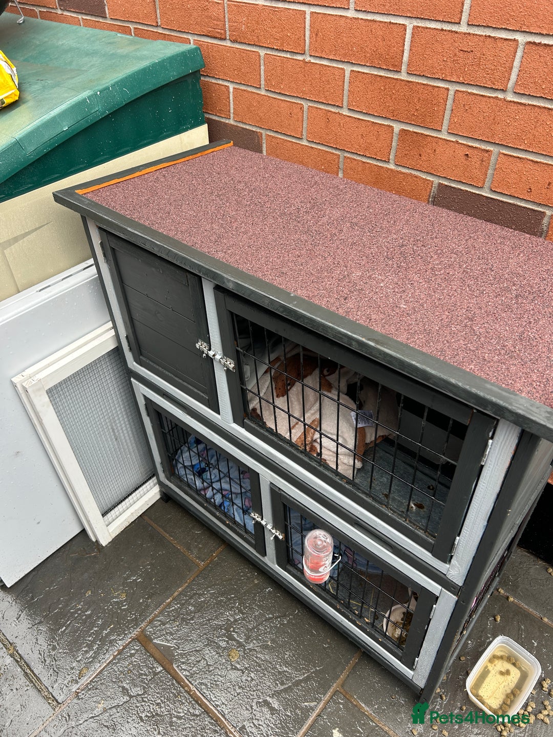 Mini Lop rabbits for sale: Mini lops for a rehome  - Advert 6