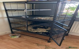 Chinchilla rodents for sale: 2 Male Chinchillas - Advert 4