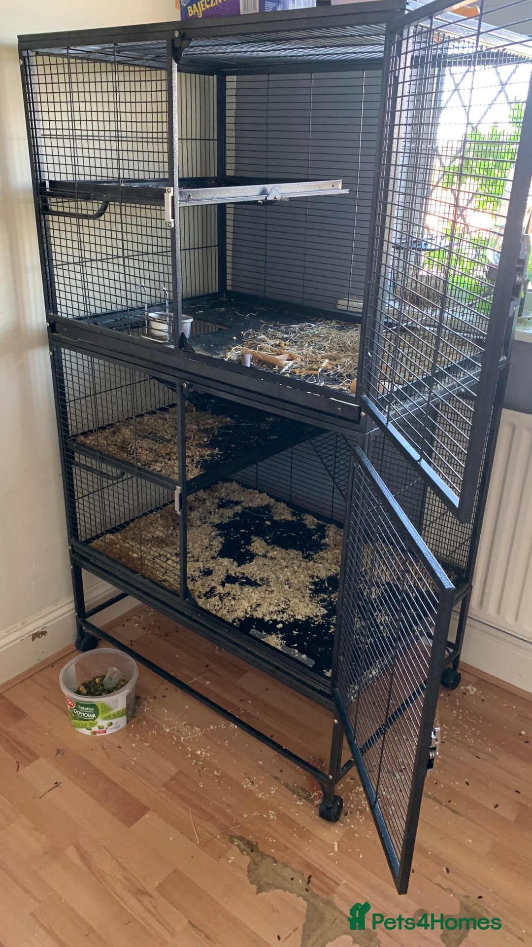 Chinchilla rodents for sale: 2 Male Chinchillas - Advert 4