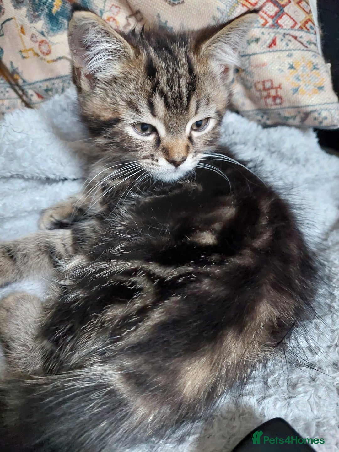 Persian cats for sale: PERSIAN MIX KITTENS 9 weeks old ready to leave.  - Image 7