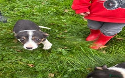 Border Collie dogs for sale: 3 beautifull girls, ready for new homes - Image 2
