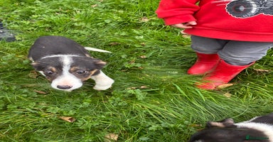 Border Collie dogs - Advert 11