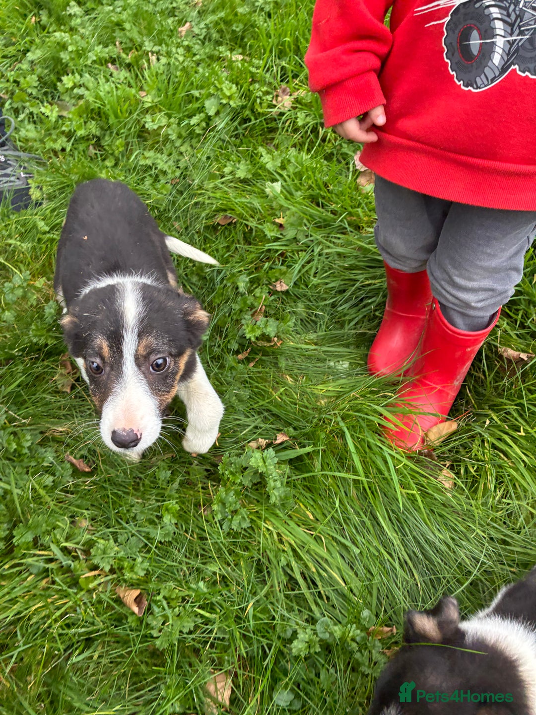 Border Collie dogs for sale: 3 beautifull girls, ready for new homes - Image 2