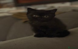 British Shorthair cats for sale: Beautiful British shorthair champion bloodlines - Image 9