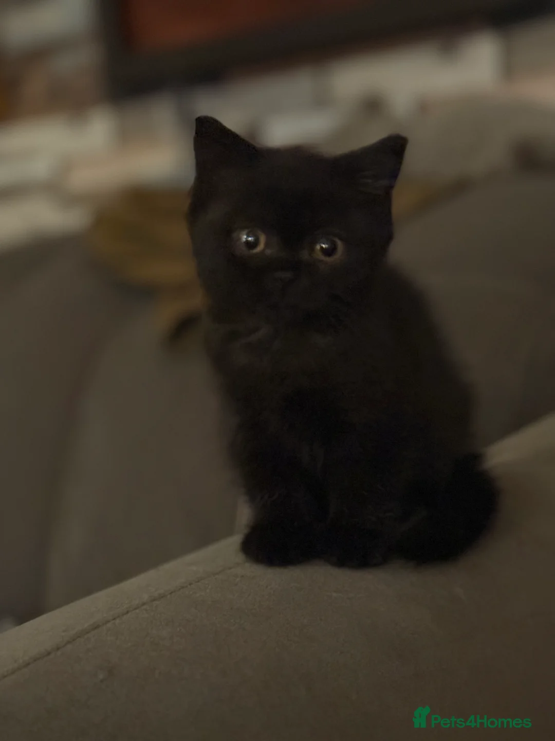 British Shorthair cats for sale: Ready to leave *** black female bsh *** - Advert 9