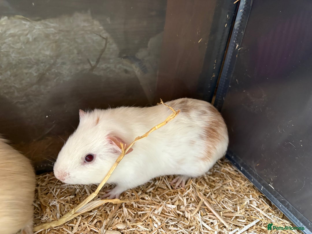 Guinea Pig rodents for sale: Beautiful bonded brothers  - Image 3