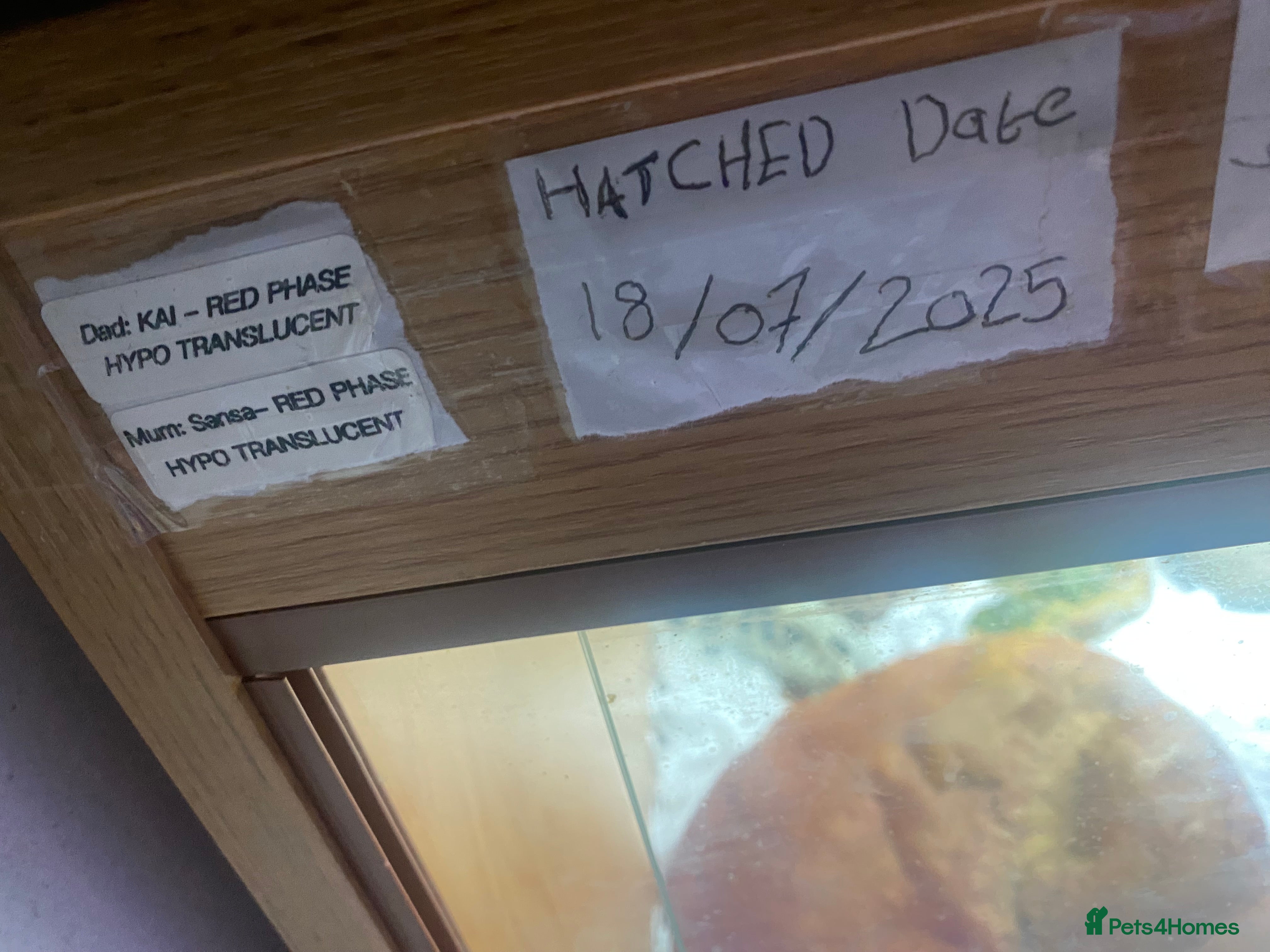 Bearded Dragon reptiles Beautiful bearded dragon with full Viv  - Advert 1