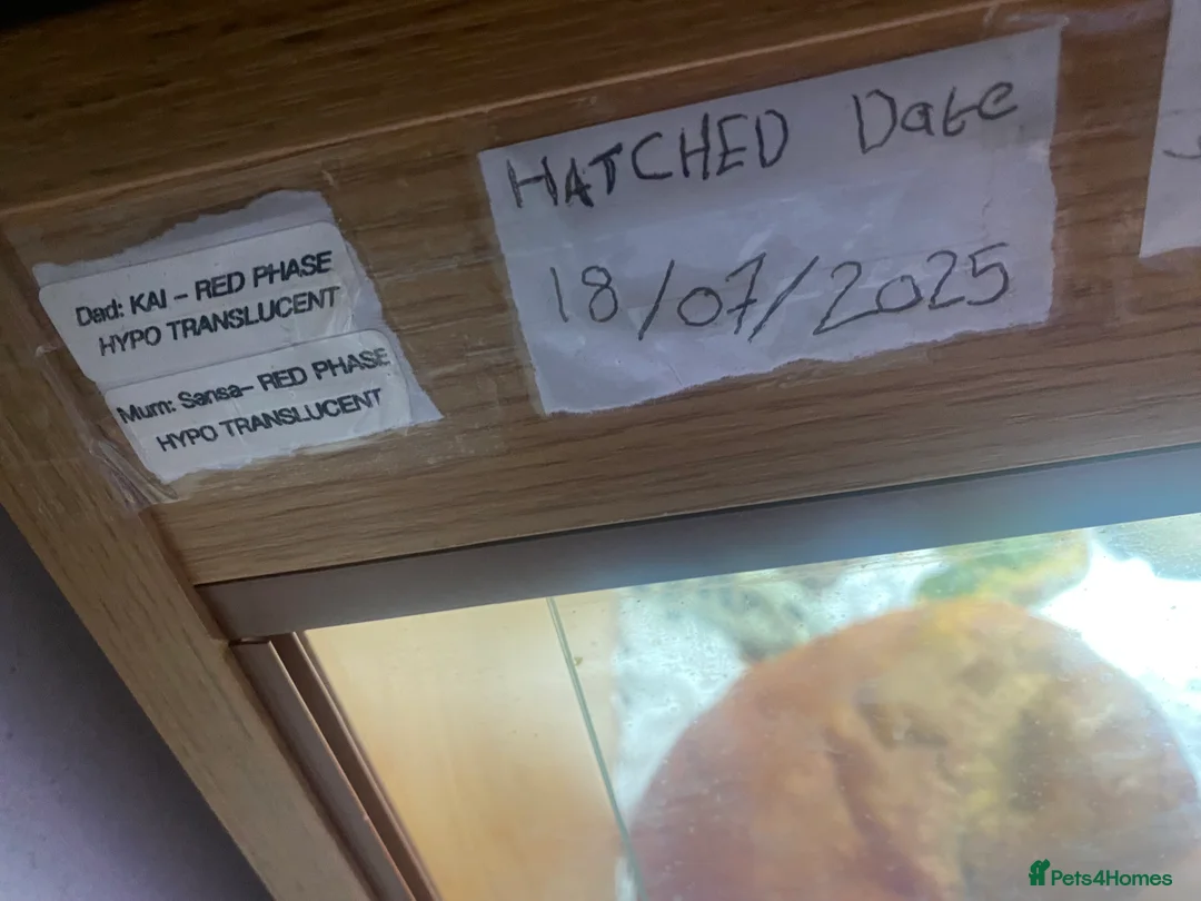 Bearded Dragon reptiles for sale: Beautiful bearded dragon with full Viv  - Advert 1