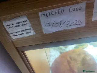 Bearded Dragon reptiles Beautiful bearded dragon with full Viv - Advert 1