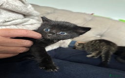 Domestic Shorthair cats for sale: 6 beautiful kittens available  - Image 13