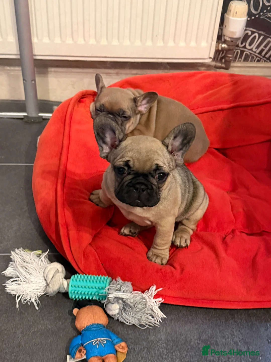 French Bulldog dogs for sale: Multiple colour litters coming in spring 🐶  - Advert 14