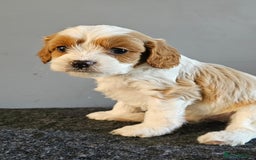 Cavapoo dogs for sale: Cavapoo puppy for sale - Image 1