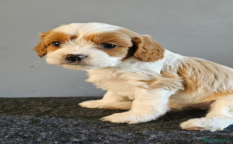 Cavapoo dogs - Advert 3