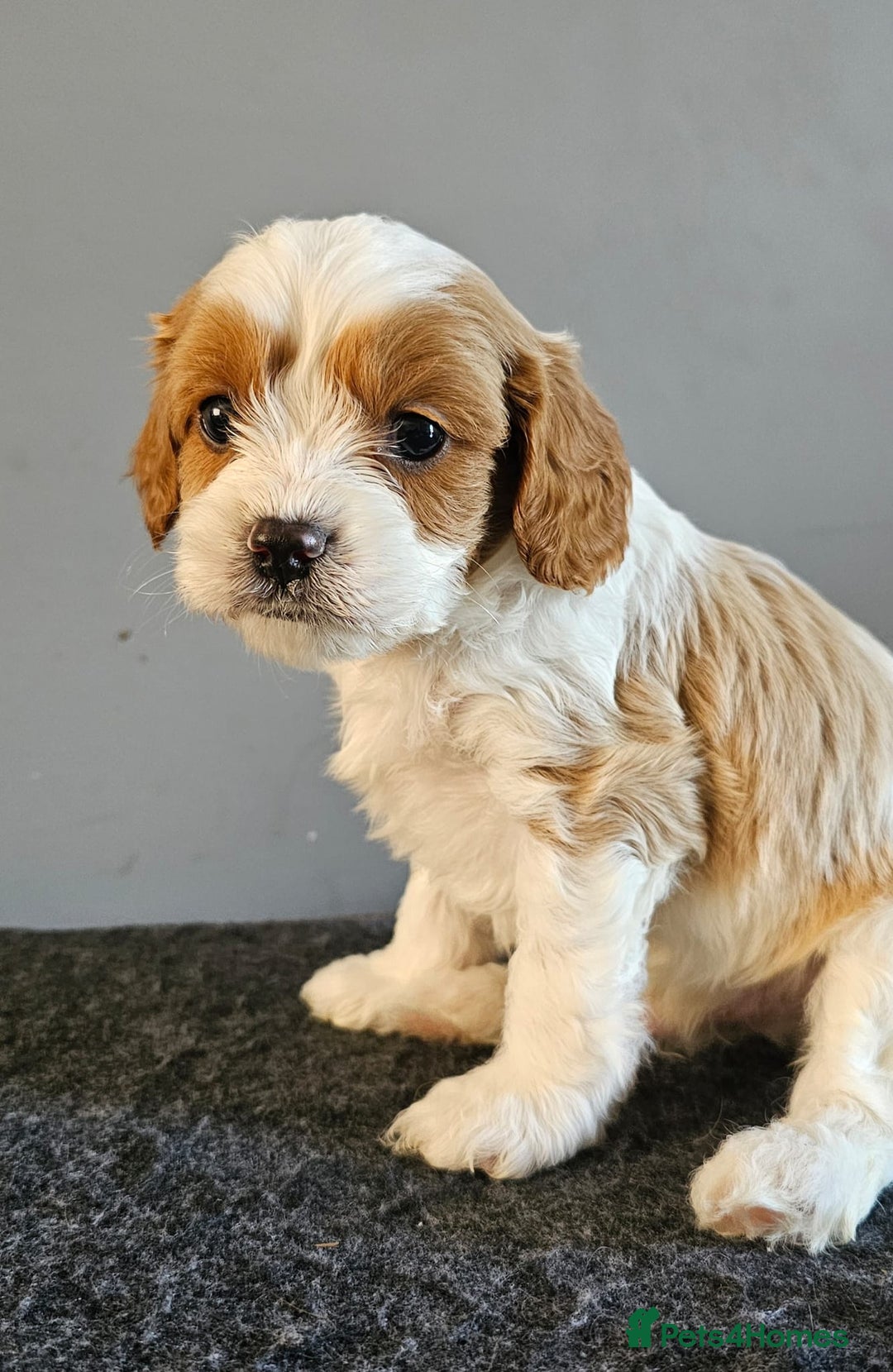 Cavapoo dogs for sale: Cavapoo puppy for sale - Image 1