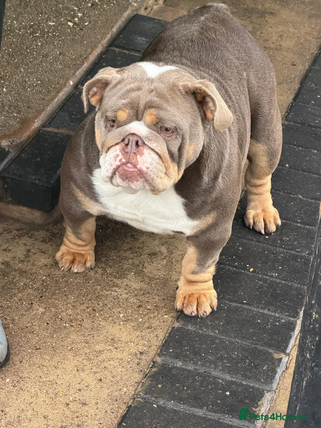 English Bulldog dogs for sale: English Bulldogs X2  - Advert 2