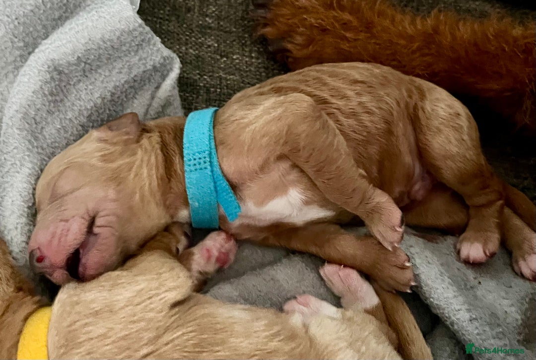 Australian Labradoodle dogs for sale: Australian Labrodoodle puppies - Advert 13