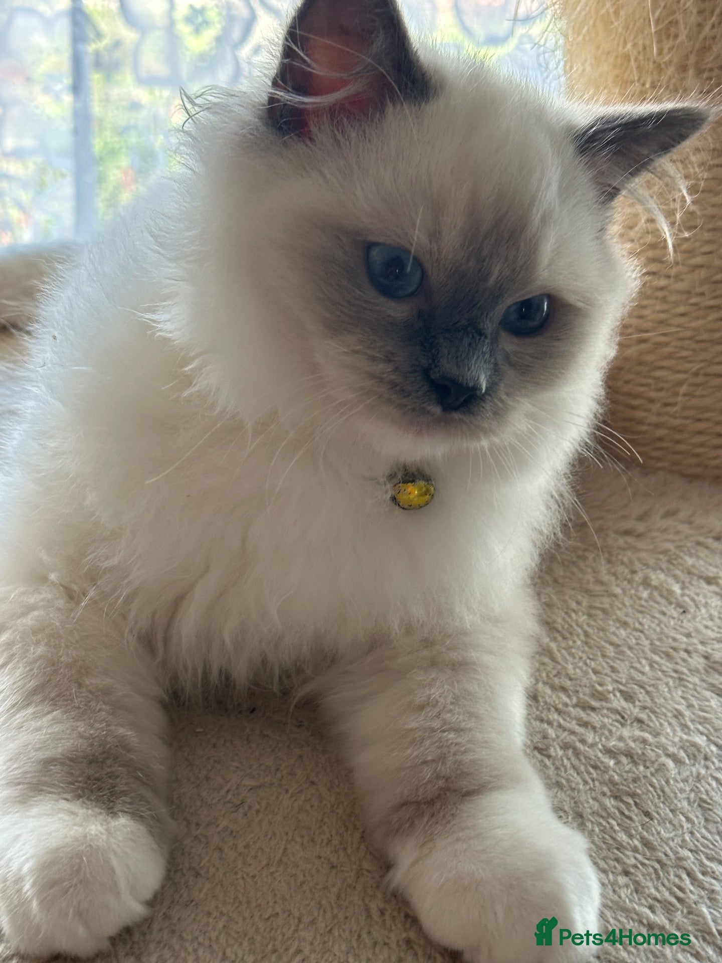 Ragdoll cats GCCF registered Ragdoll kittens 🐈  - Advert 1