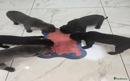 Cane Corso dogs for sale: Cane corso puppies rehom - Image 3