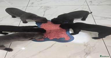 Cane Corso dogs - Advert 5
