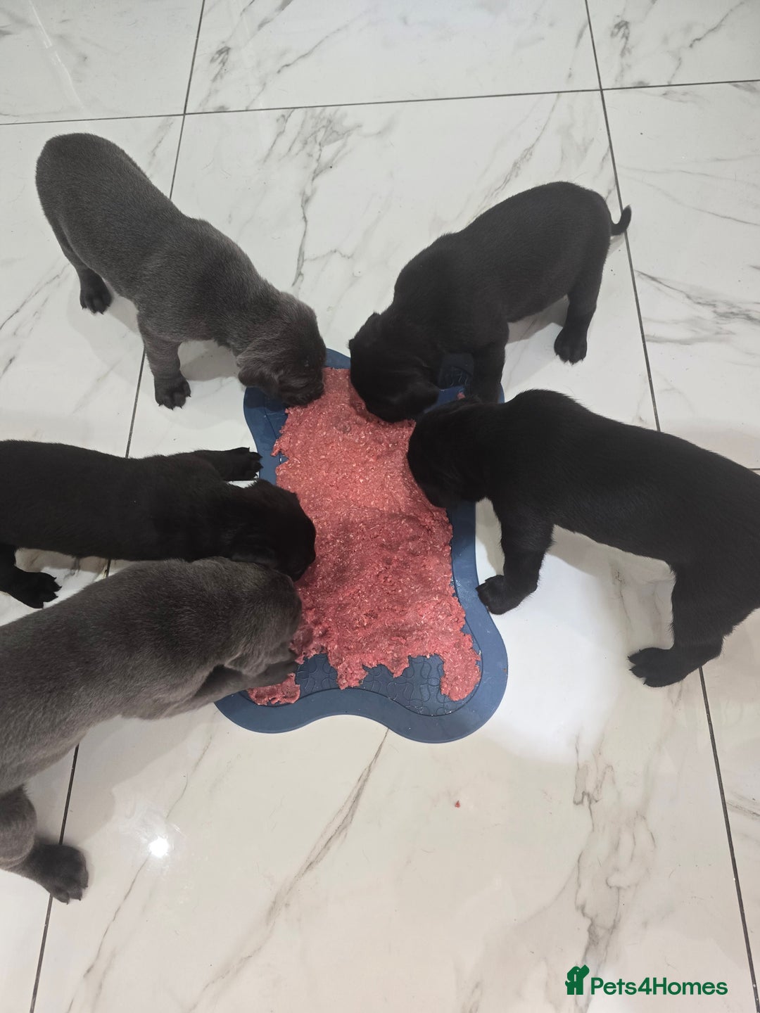 Cane Corso dogs for sale: Cane corso puppies rehom - Image 3