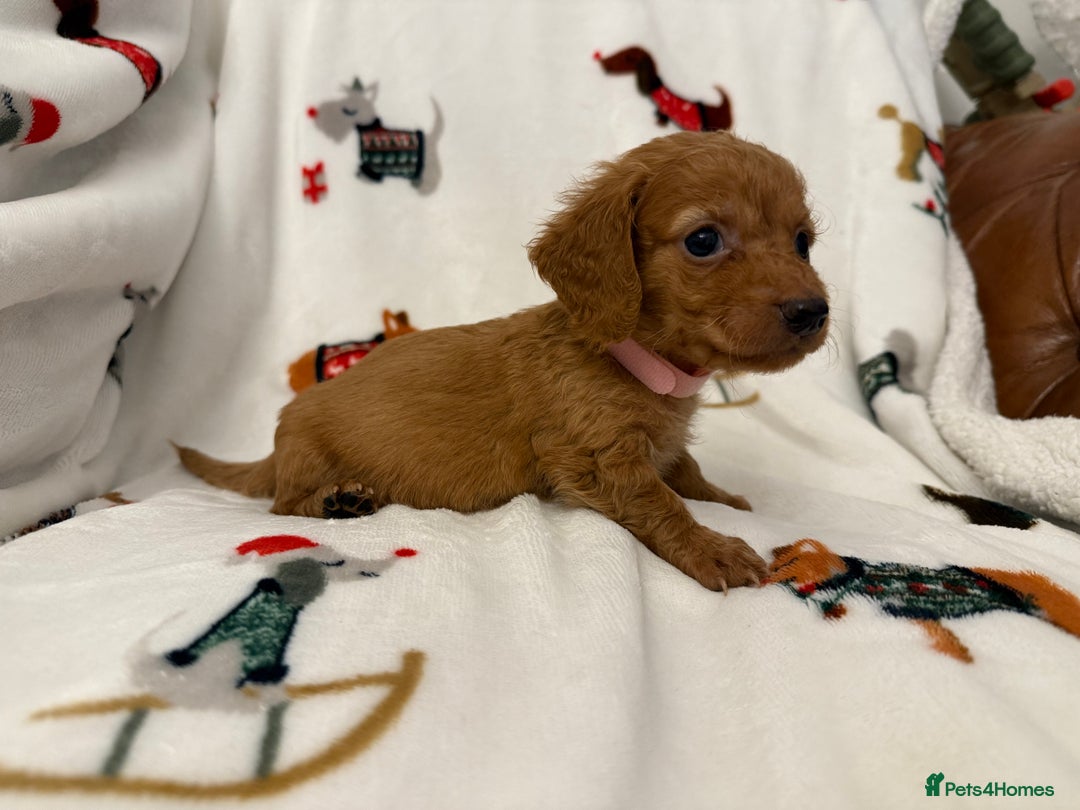 Miniature Dachshund dogs for sale: Beautiful Cream Longcoats Miniature Dachshund  - Advert 28