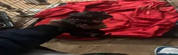 Cane Corso dogs for sale: Canecorso pups for sale - Advert 7