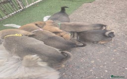 Mixed Breed dogs for sale: mixed breed 4 boys and 2 girls - Image 32