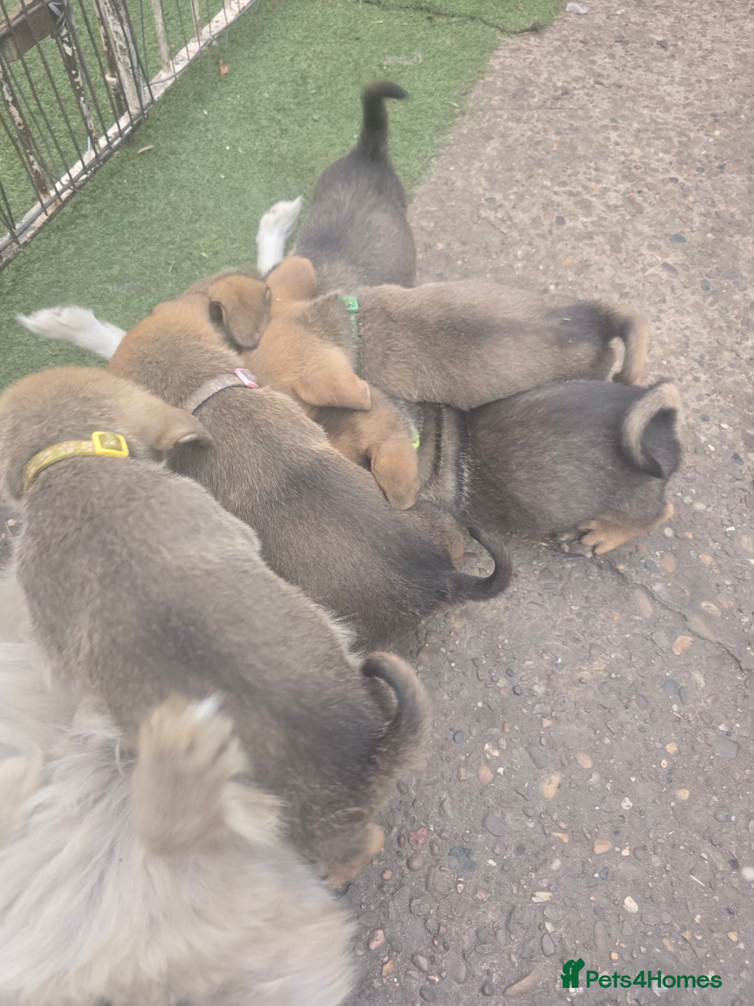Mixed Breed dogs for sale: mixed breed 4 boys and 2 girls - Image 32