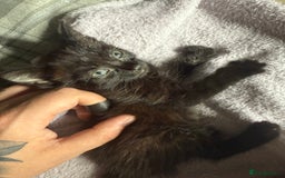 Bengal cats for sale: half bengal kittens  - Image 22