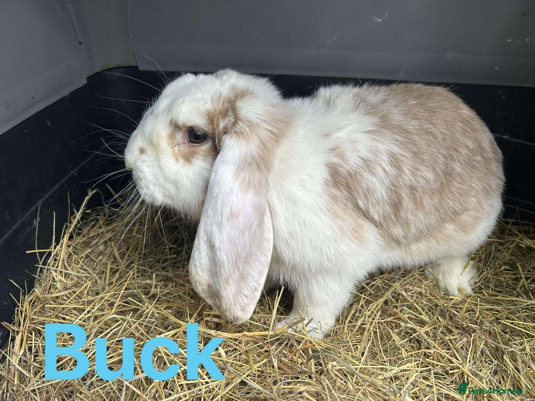 French Lop rabbits for sale: French Lop Bucks  READY NOW!! - Image 3
