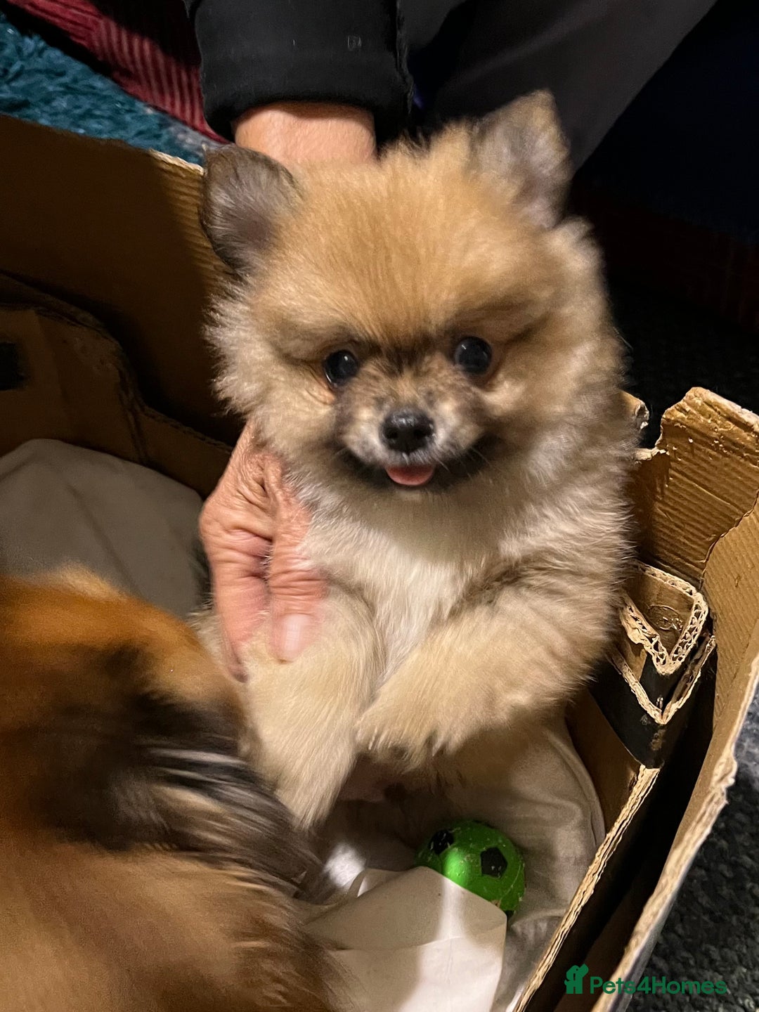 Pomeranian dogs for sale: Pom puppy for sale  - Image 9