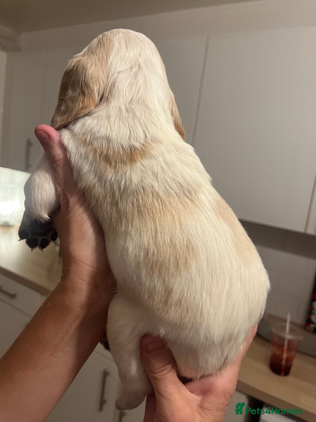 Cocker Spaniel dogs for sale: BEAUTIFUL COCKER SPANIEL PUPS - Advert 24