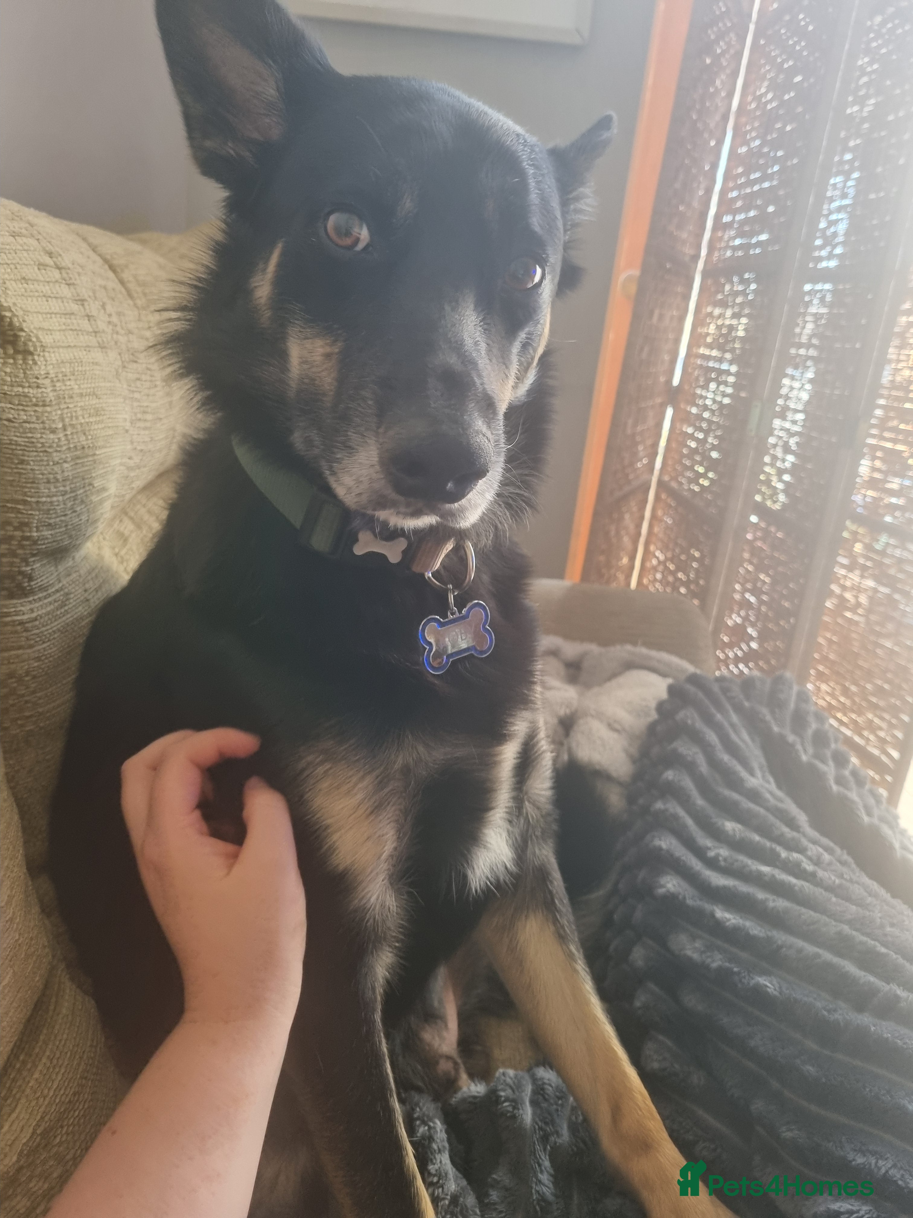 Welsh Collie dogs Welsh sheepdog (collie)  - Advert 2