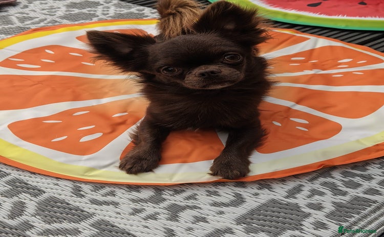 Chihuahua dogs - Advert 4