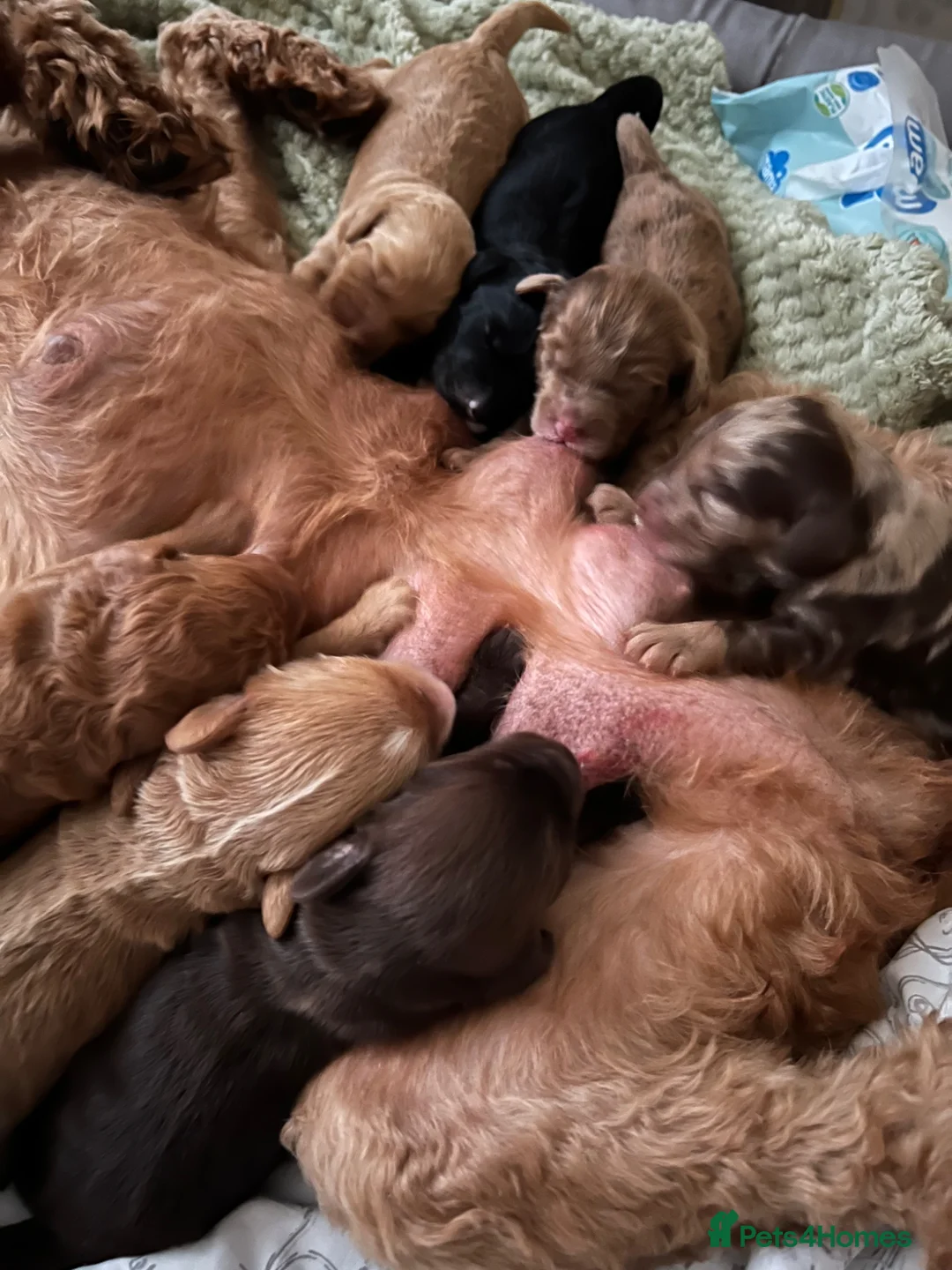 Cockapoo dogs for sale: Merle cockapoos - Advert 2