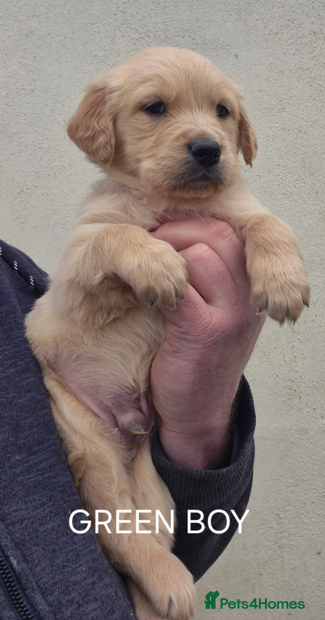 Golden Retriever dogs for sale: KC GOLDEN RETRIEVER PUPPIES HEALTH SCORED PARENTS  - Advert 14