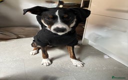 Border Collie dogs for sale: Border collie  - Image 1