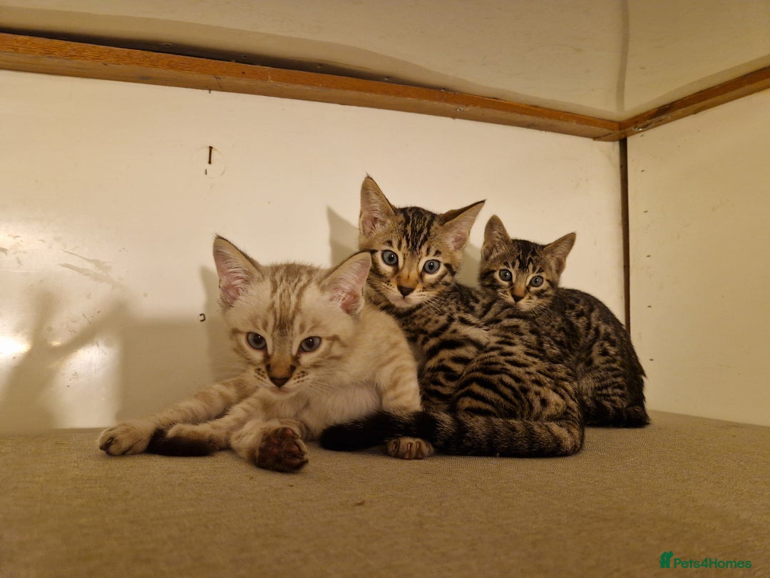 Mixed Breed cats for sale: Bengal, Siamese mix. 7/8ths Bengal 1 /8th Siamese  - Advert 2