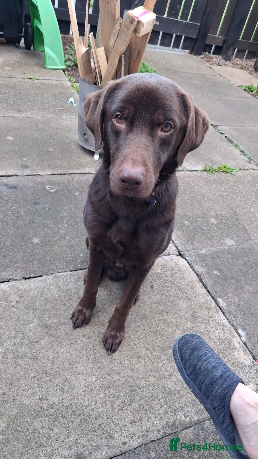 Labrador Retriever dogs for stud: Rich chocolate Lab STUD! - Advert 2