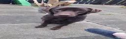 Labrador Retriever dogs for stud: Rich chocolate Lab STUD! - Advert 1