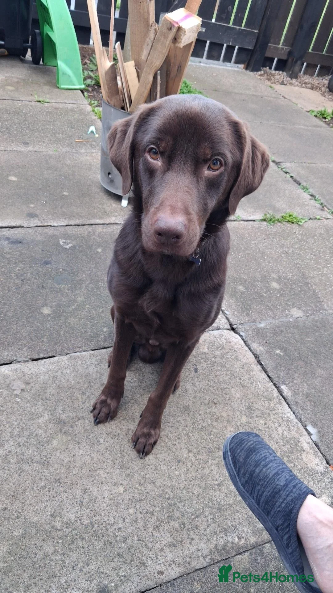 Labrador Retriever dogs for stud: Rich chocolate Lab STUD! - Advert 1