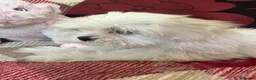Mixed Breed dogs for sale: shichon x maltese puppies for sale  - Advert 9