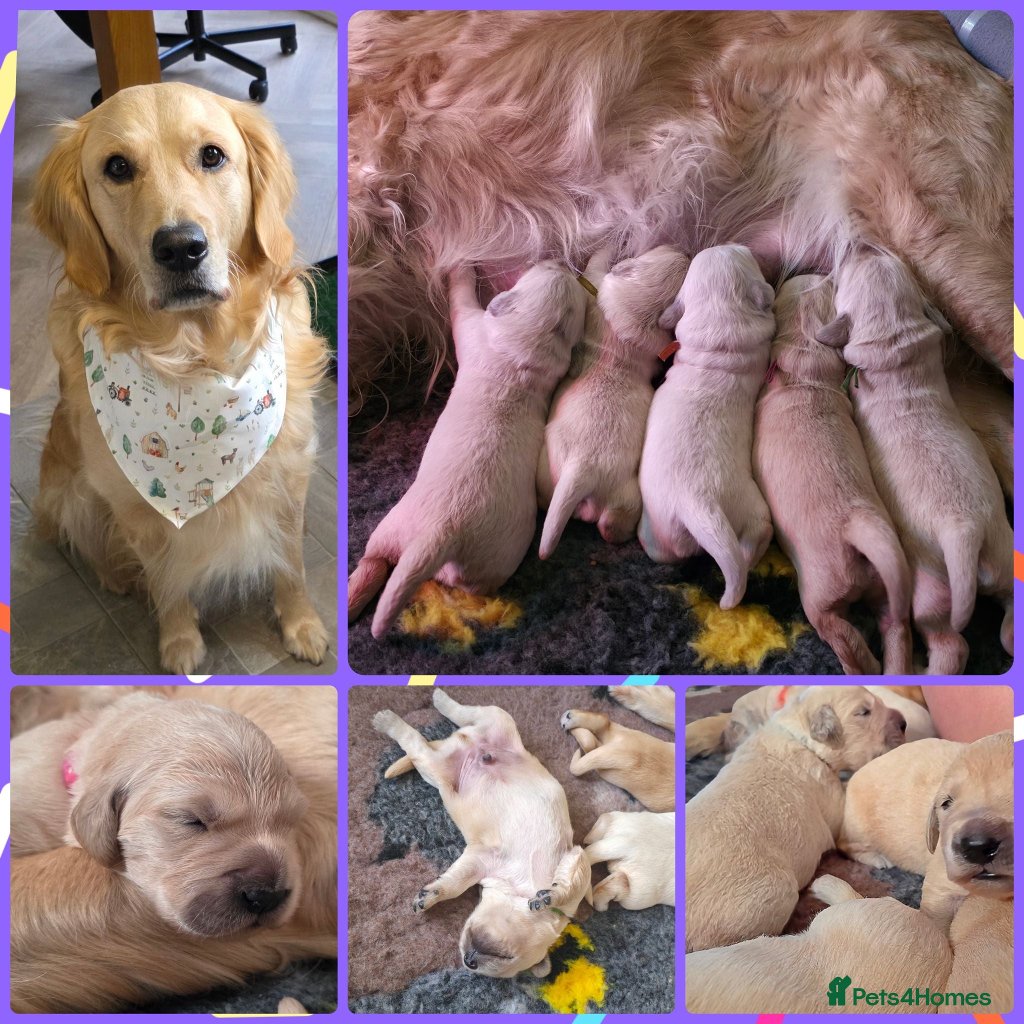 Golden Retriever dogs KC Golden Retrievers 🧬 Health Tested Parents - Advert 1